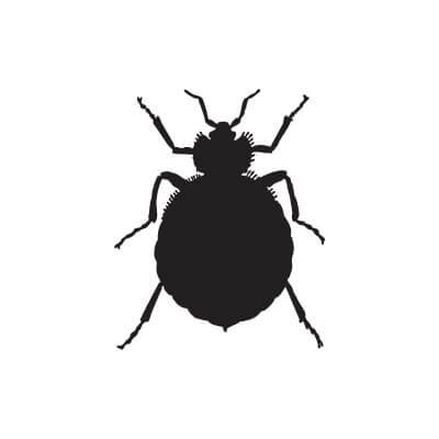 bed bugs control 