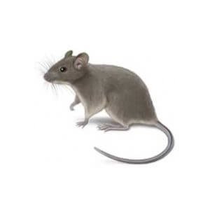 rodent control 