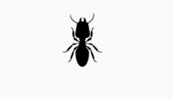 termite control 